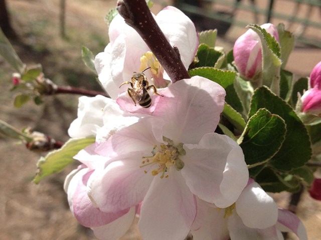 bee on apple blossom3_blog