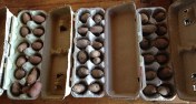 chitting potatoes