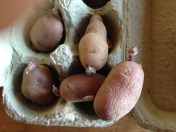 chitting potatoes_closeup
