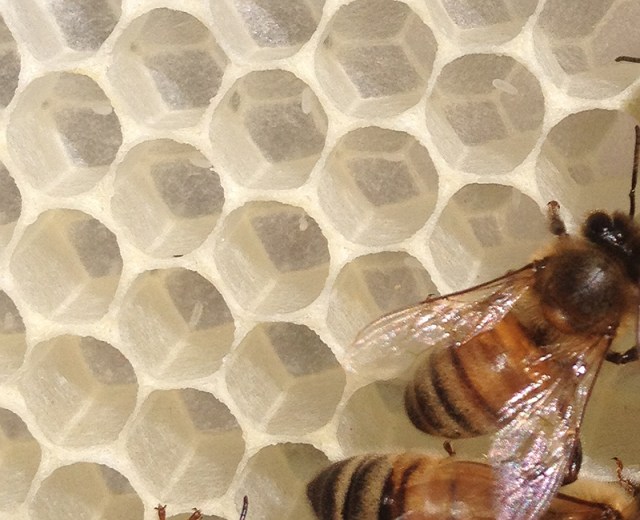 DOROTHY_ eggs_closeup