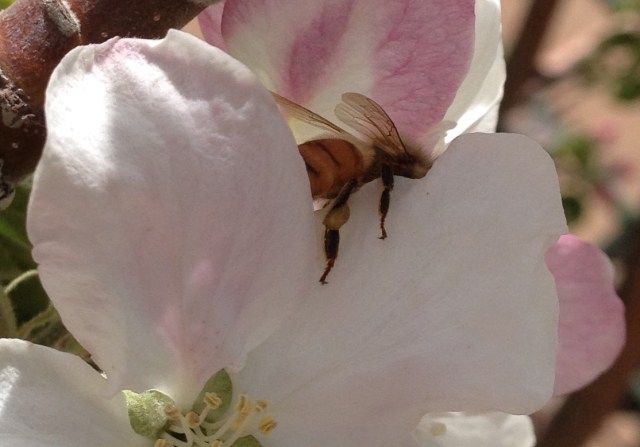 I call this the drunken bee-drunk on nectar!