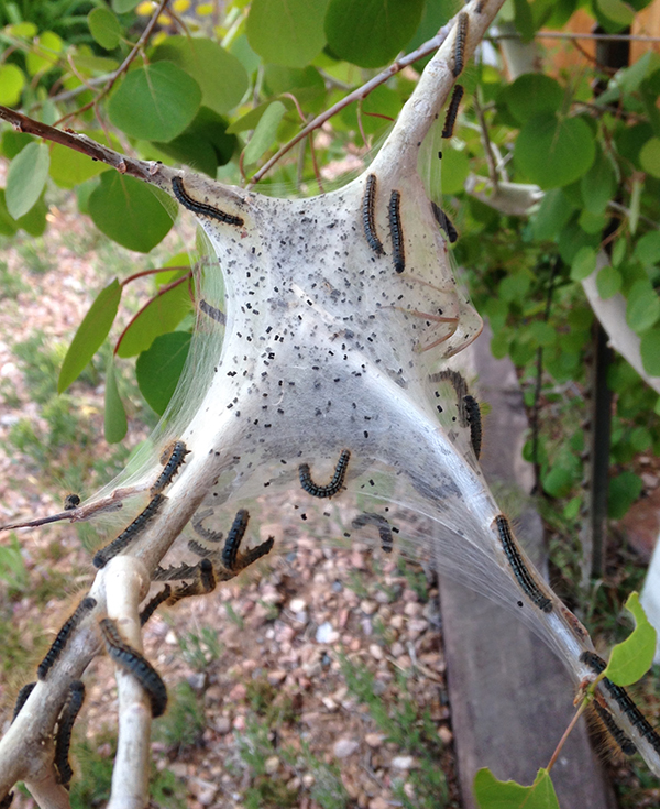tent worms nest with small black eggs and tent worms on a Aspen tree