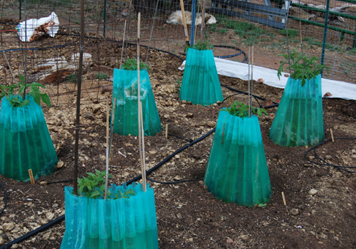 tomatoes in wall of waters 1