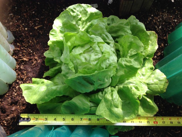 santoro lettuce_17 inches