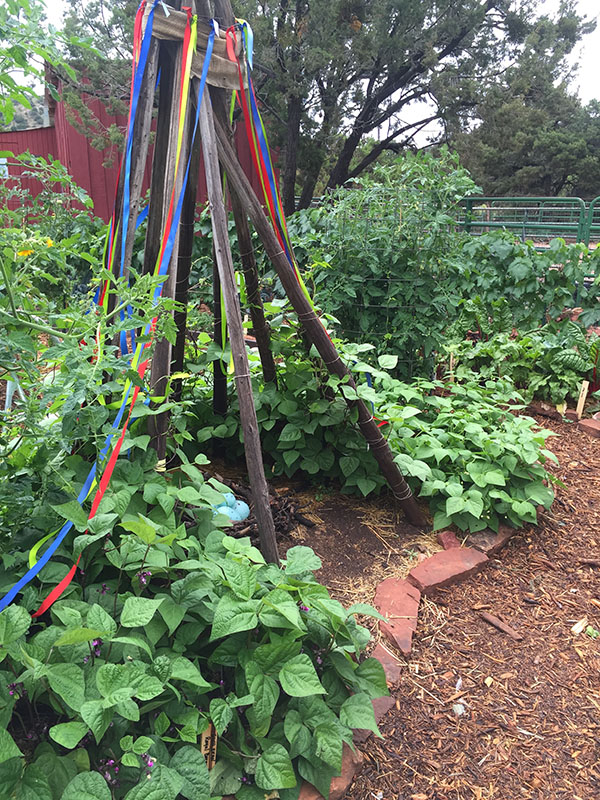 Jannine's bean tee pee