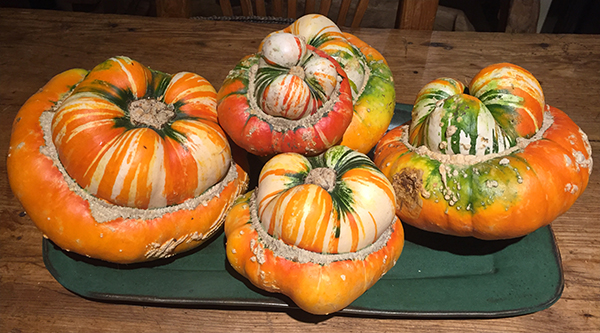 turk's turban squash
