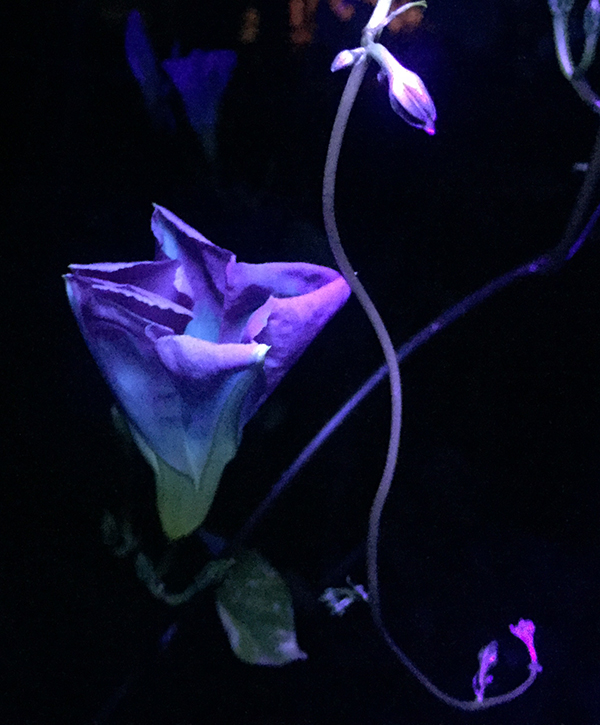 UV morning glory folded