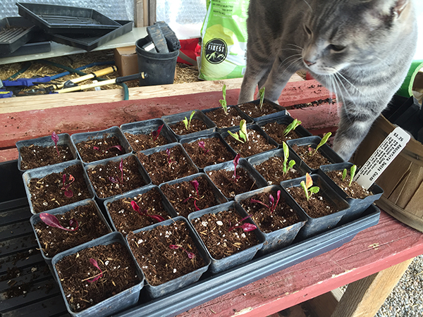 chard just transplanted