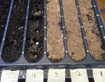 seed starting tray_seeds