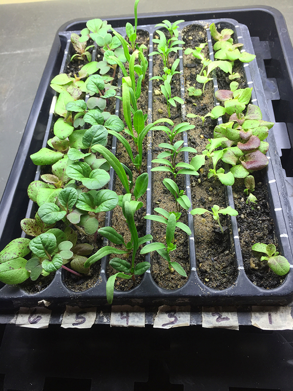 transplanting seedlings_before transplanting