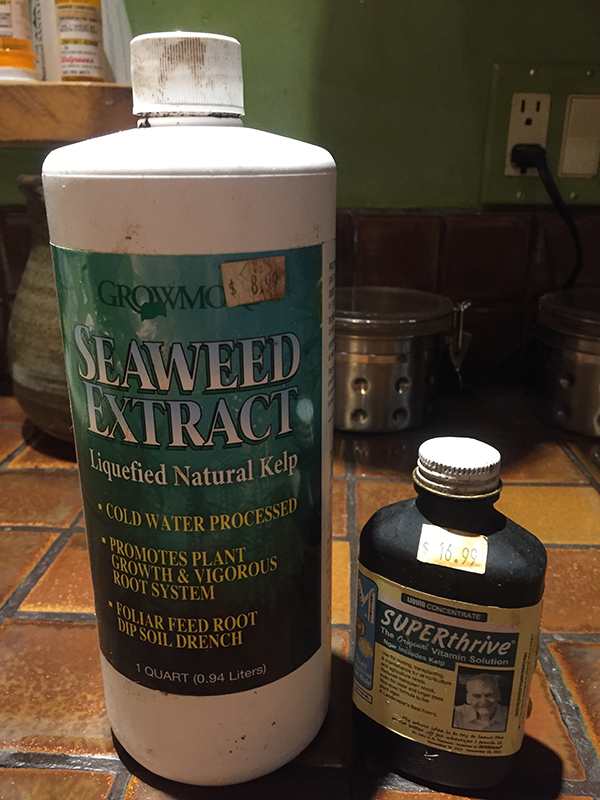 transplanting seedlings_use seaweed