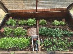 coldframe+04-2016