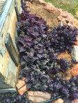 red orach reseeded
