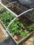 spinach spring
