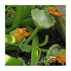 bennings-green-tint-scallop-squash