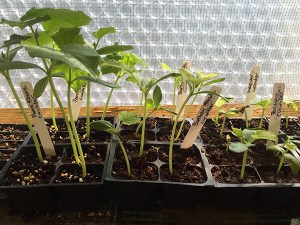 cuke transplants