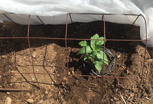 FUSHIMI PEPPER PLANTED