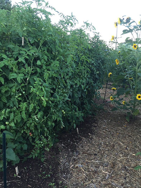 tomato_healthy plants