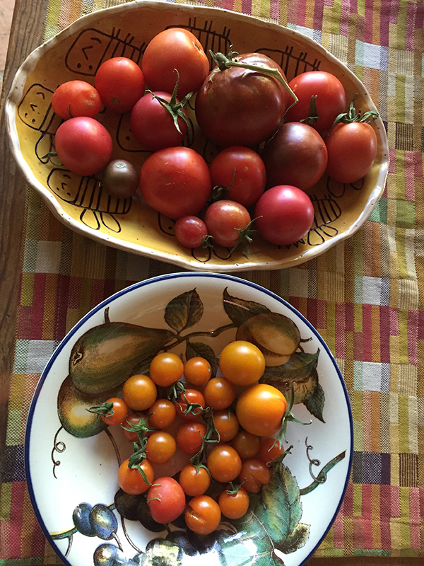 tomatoes_first harvest