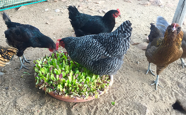 lettuce-bowl-w-chickens