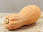 rogosa-violina-butternut1