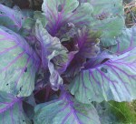 Kalibos cabbage from the Tomato Lady of Santa Fe’s&nbsp;garden