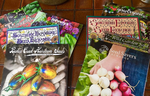 score seed and garden supply Early Prolific Straightneck Squash Seeds  Park Seed