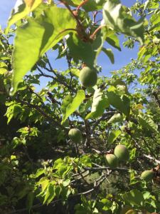 apricots this year? first time in 12 years!