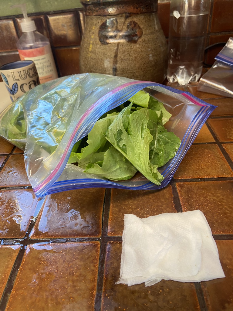 clean lettuce in ziplock and wet paper towel to put inside