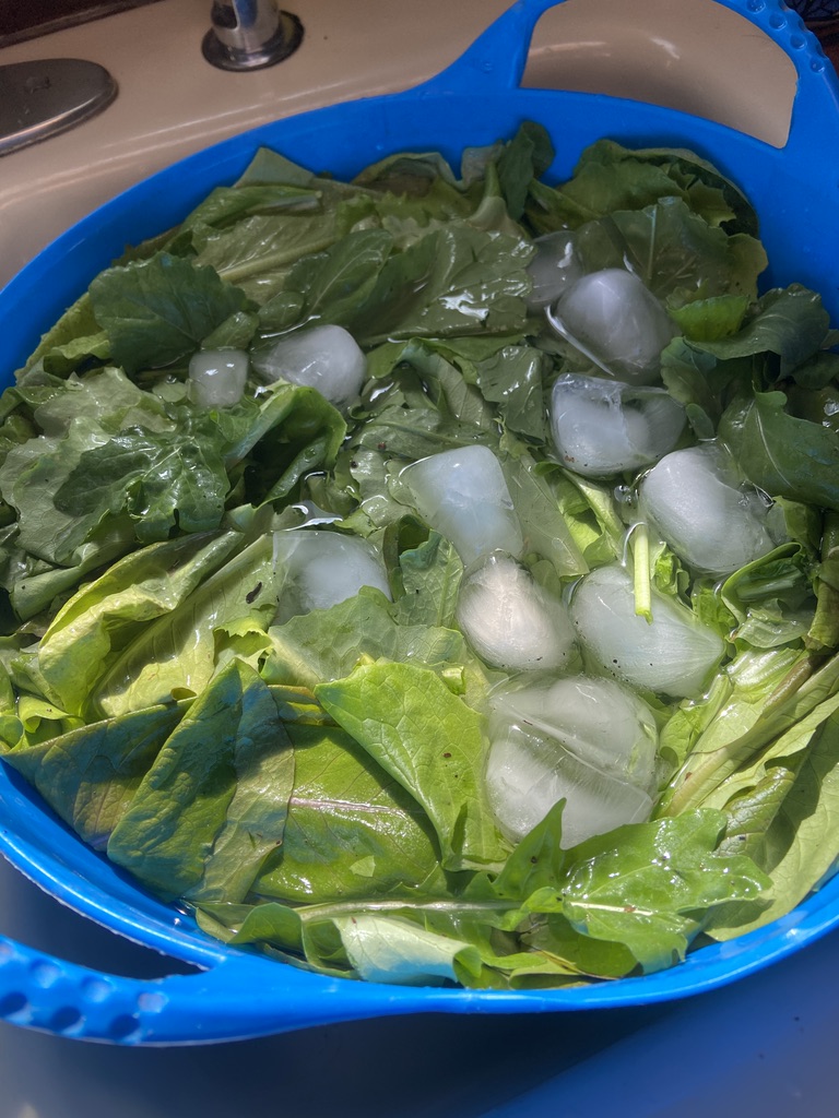 harvested lettuce in cold water with ice cubes