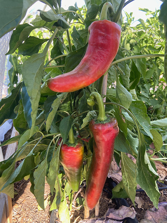 Lava Red Italian pepper