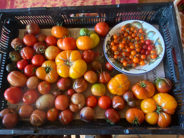 2022 Tomato Review Giantveggiegardener