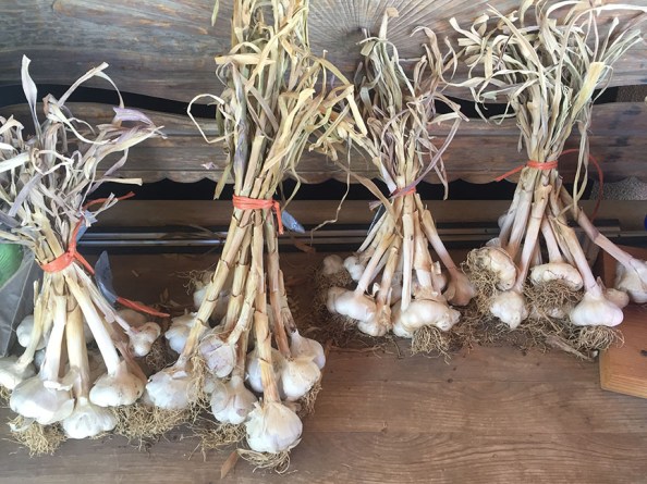 garlic drying