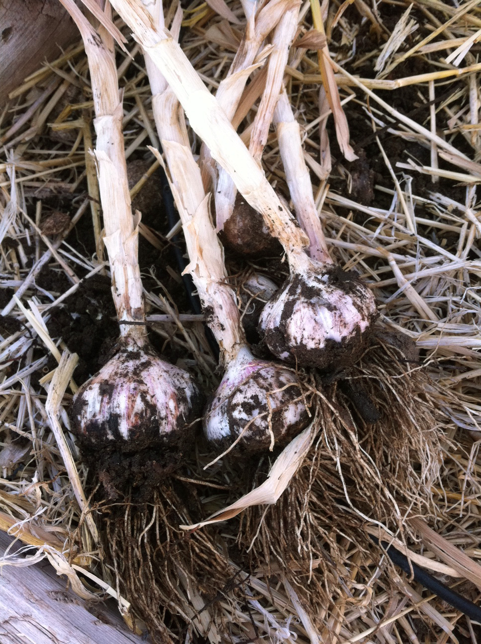 garlic just picked