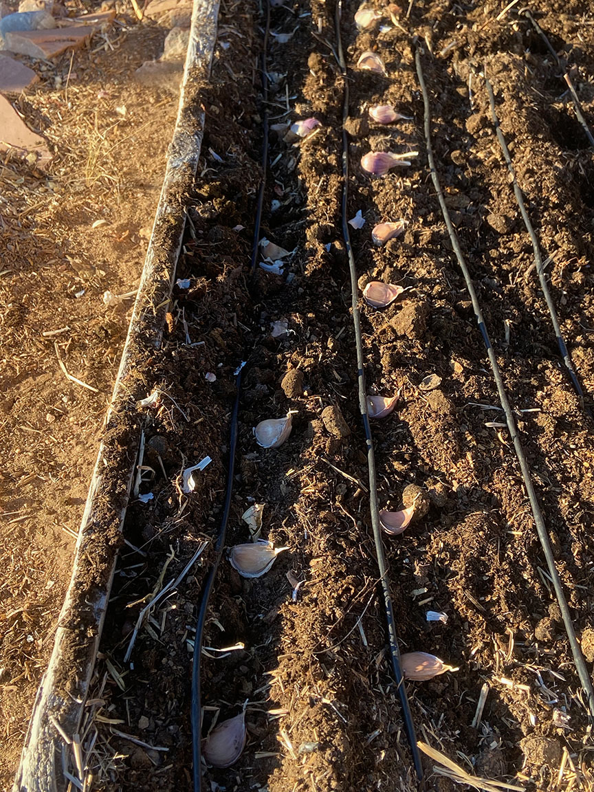 garlic_planting