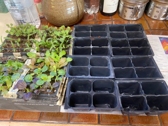 3 clean pots and seedlings