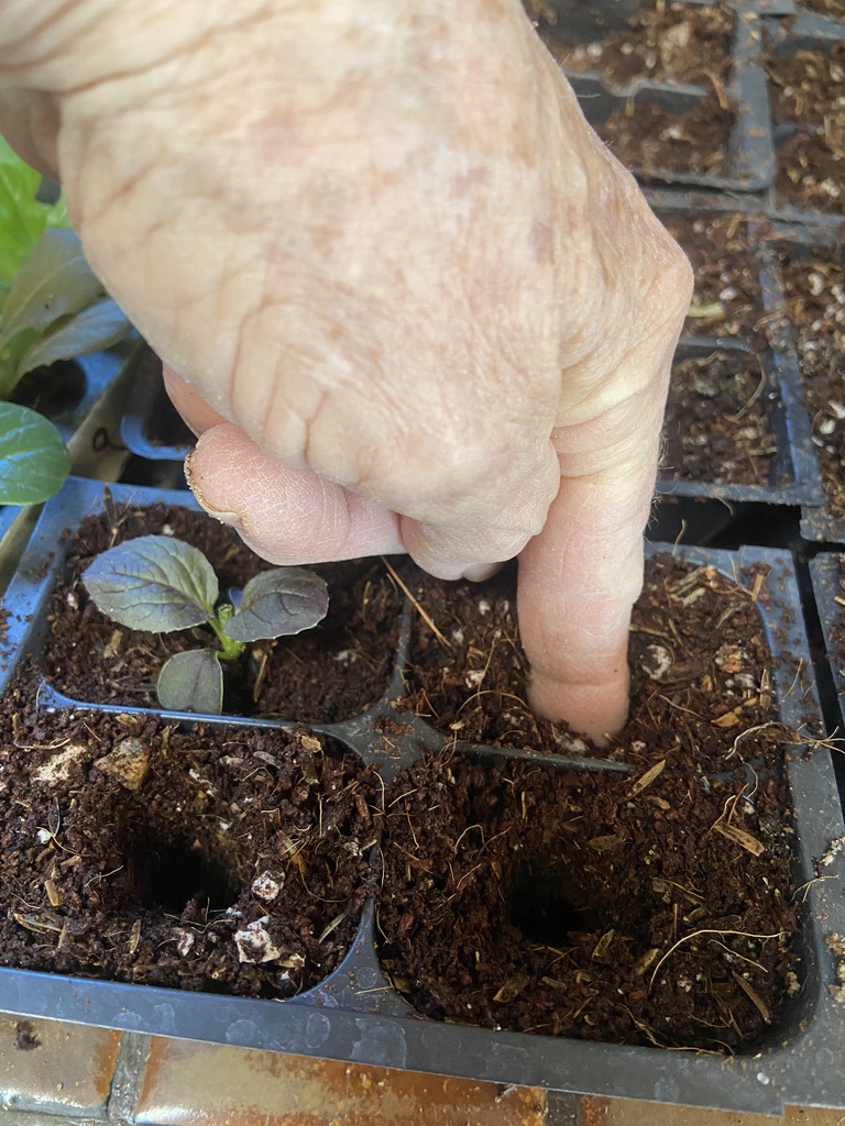 5 widen holes for bigger roots