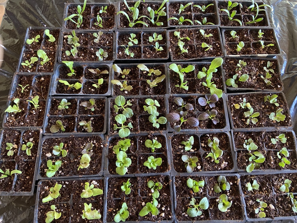 7 handle seedlings by top not the stem