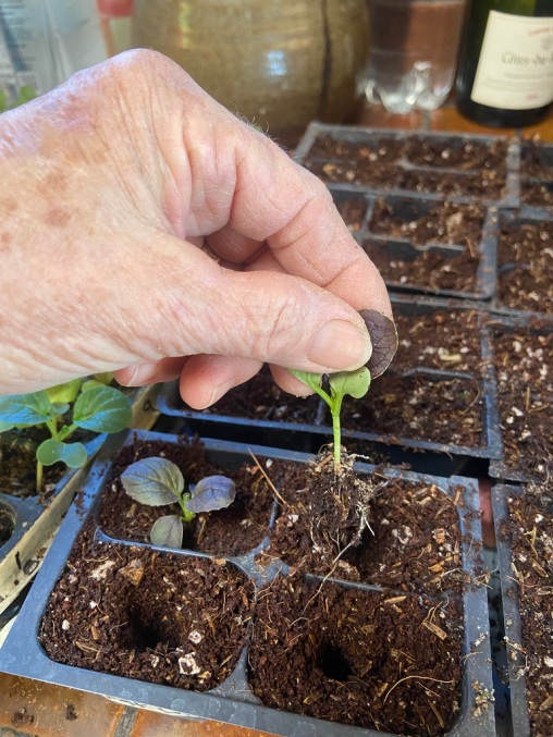 handle seedlings by top not the stem